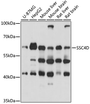 a15670 ssc4d primary antiboties wb testing 1