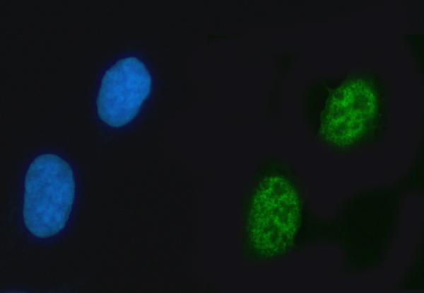  IF analysis of ZNF609 using anti-ZNF609 antibody (A15674-2)