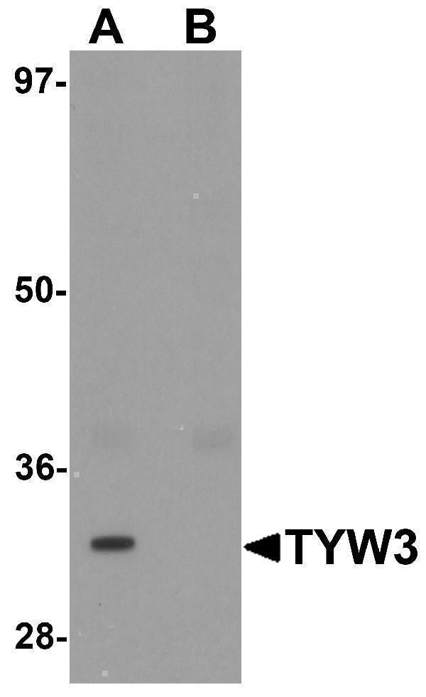 a15678 tyw3 primary antibodies wb testing 1