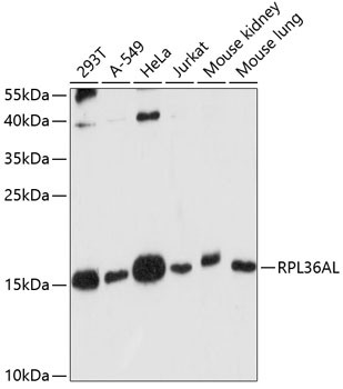 a15679 rpl36al primary antiboties wb testing 1