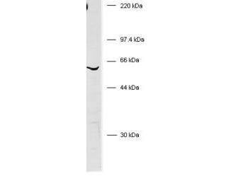 a15680 bivm primary antibodies wb testing 1