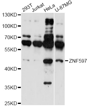 a15681 znf597 primary antiboties wb testing 1