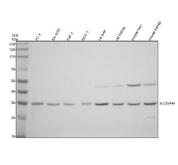 a15684 1 slc25a44 primary antibodies wb testing 1