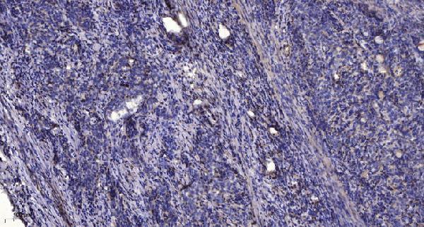 a15685 kcng2 primary antibodies ihc testing 1