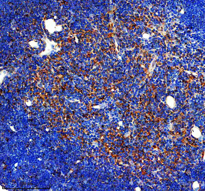 a15692 1 tspan10 primary antibodies ihc testing 1