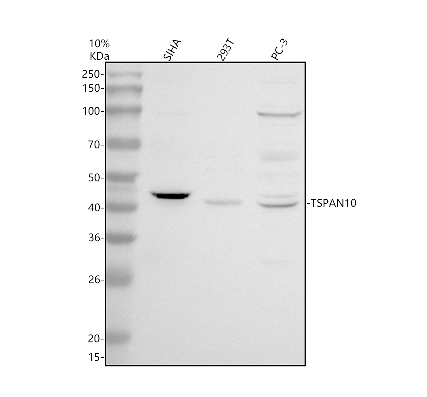 a15692 1 tspan10 primary antibodies wb testing 1
