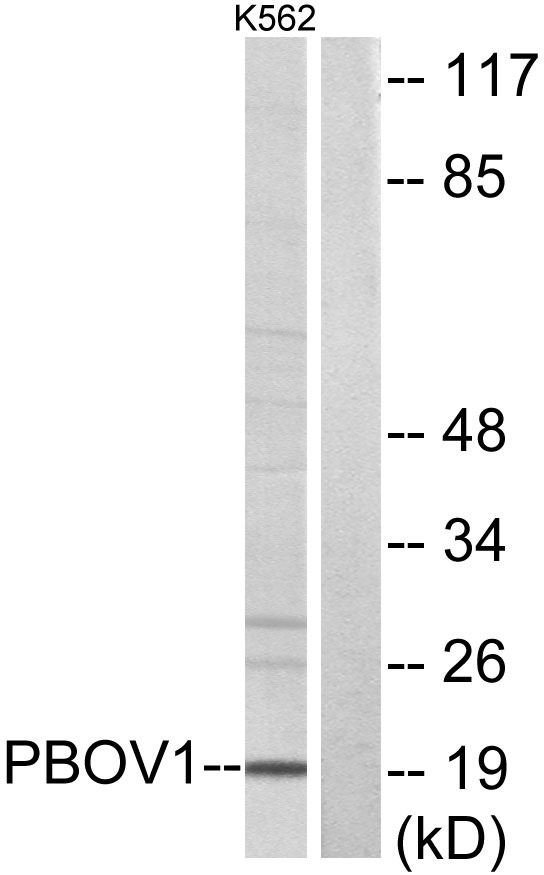 a15695 pbov1 primary antibodies wb testing 2