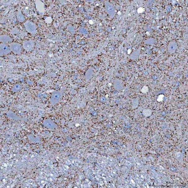 a15698 1 sfxn5 primary antibodies ihc testing 11
