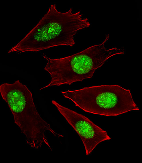 Fluorescent image of NIH/3T3 cells stained with RNF166 Antibody (Center). A15709-1 was diluted at 1:25 dilution. An Alexa Fluor 488-conjugated goat anti-rabbit lgG at 1:400 dilution was used as the secondary antibody (green). Cytoplasmic actin was counterstained with Alexa Fluor® 555 conjugated with Phalloidin (red).