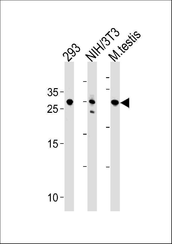 RNF166 Antibody (Center) western blot analysis in 293,mouse NIH/3T3 cell line and testis tissue lysates (35ug/lane)