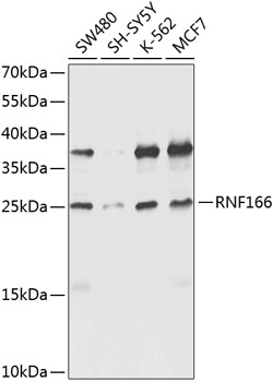 a15709 rnf166 primary antiboties wb testing 1