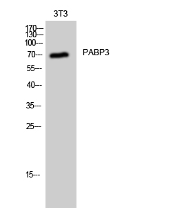 Western Blot analysis of 3T3 cells using PABP3 Polyclonal Antibody