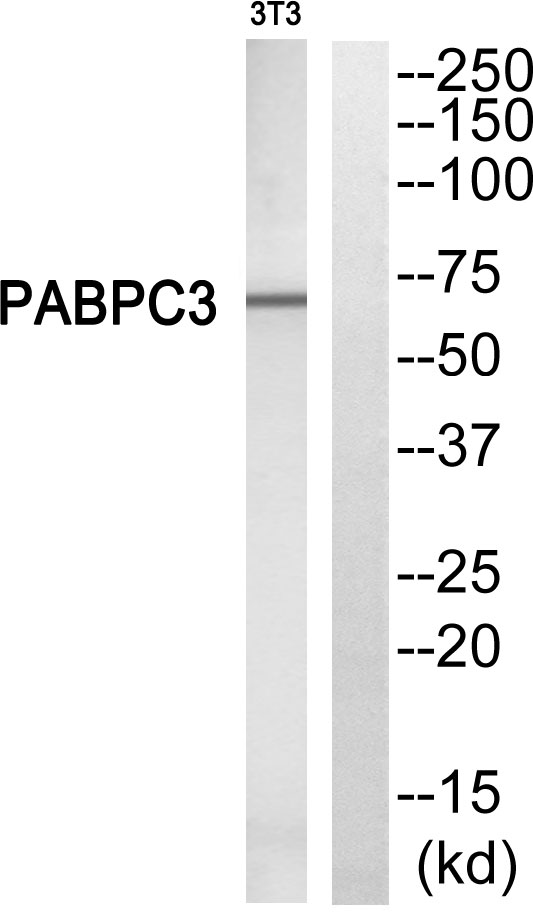 Western blot analysis of PABPC3 Antibody