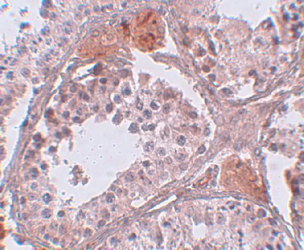 Immunohistochemistry of CLPH in human testis tissue with CLPH antibody at 5 μg/mL