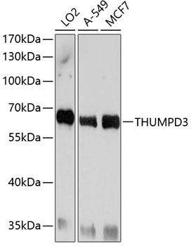 Western blot analysis of extracts of various cell lines, using THUMPD3 antibody  at 1:1000 dilution