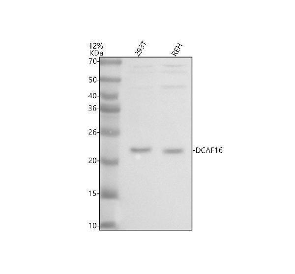 a15723 1 dcaf16 primary antibodies wb testing 1