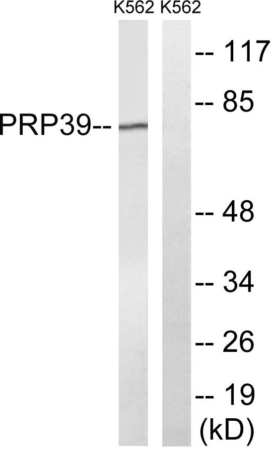 a15727 1 prpf39 primary antibodies wb testing 2