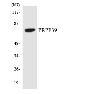 a15727 1 prpf39 primary antibodies wb testing 3