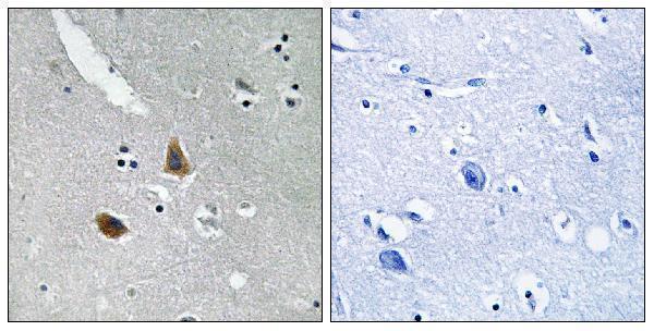 a15741 mrpl21 primary antibodies ihc testing 1