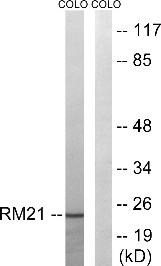 a15741 mrpl21 primary antibodies wb testing 3