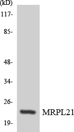 a15741 mrpl21 primary antibodies wb testing 4