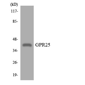 a15746 gpr25 primary antibodies wb testing 1