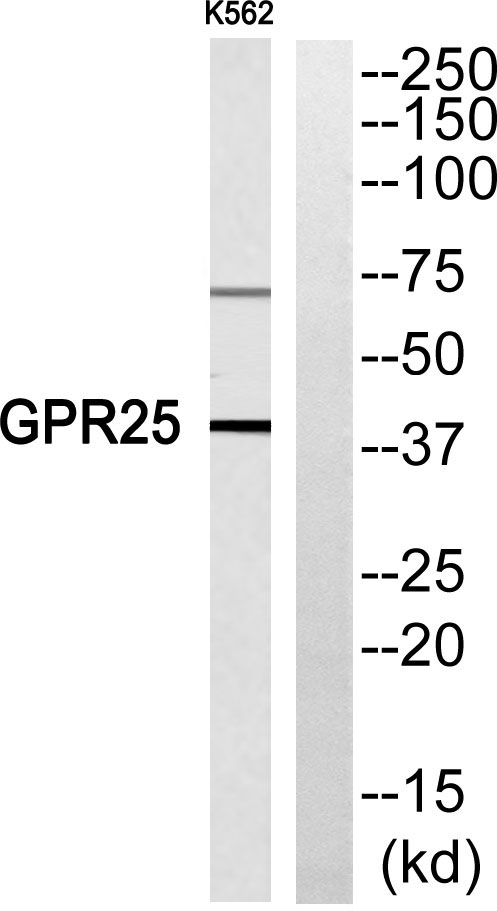 a15746 gpr25 primary antibodies wb testing 2