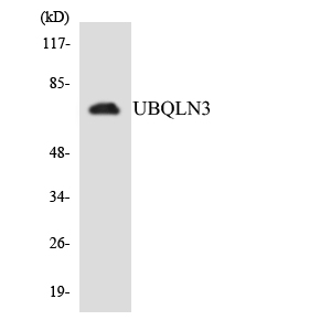 a15748 1 ubqln3 primary antibodies wb testing 2