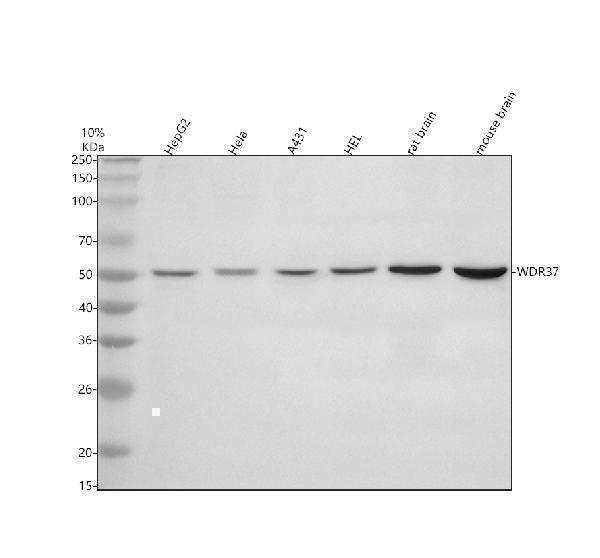 a15752 1 wdr37 primary antibodies wb testing 1