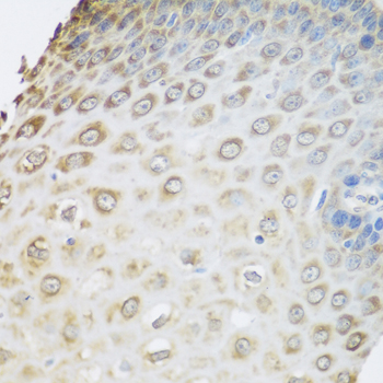 Immunohistochemistry of paraffin-embedded rat kidney using GRPEL2 Rabbit pAb  at dilution of 1:200 