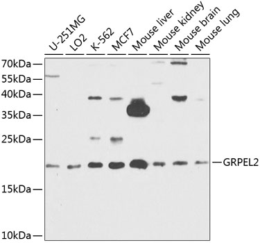 Western blot analysis of extracts of various cell lines, using GRPEL2 antibody  at 1:1000 dilution