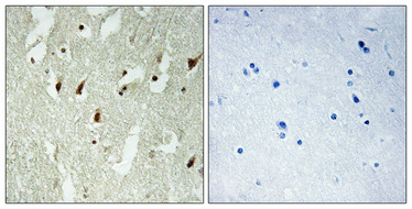 a15759 1 rpl26l1 primary antibodies ihc testing 1