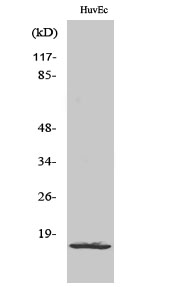 a15759 1 rpl26l1 primary antibodies wb testing 2