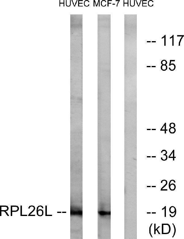 a15759 1 rpl26l1 primary antibodies wb testing 3