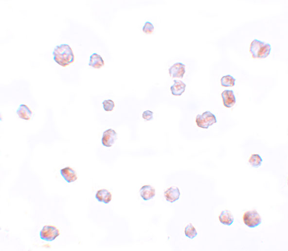 a15761 scrn2 primary antibodies icc testing 2