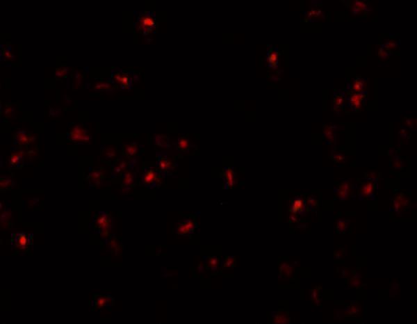a15761 scrn2 primary antibodies if testing 3