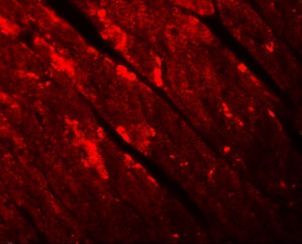 Immunofluorescence of TMEM184C in mouse heart tissue with TMEM184B antibody at 20 μg/mL