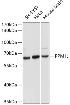 a15780 ppm1j primary antiboties wb testing 1