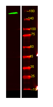 Western Blot analysis of HEK293 lysis, using primary antibody at 1:1000 dilution