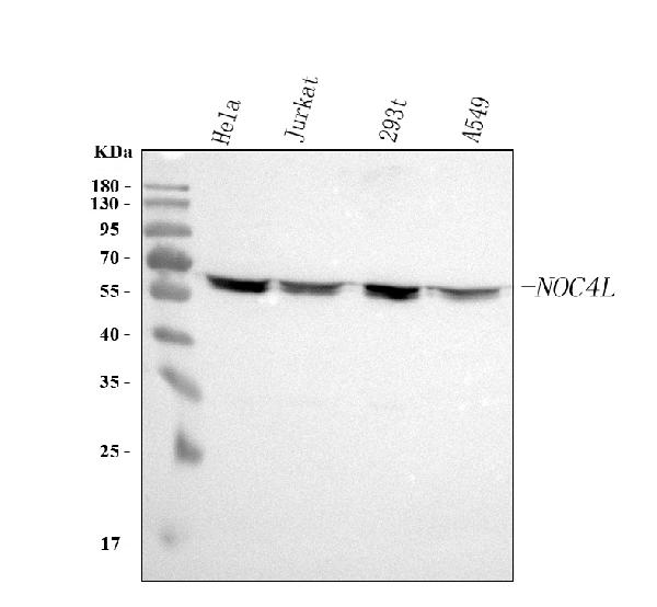 Figure 1. Western blot analysis of NOC4L using anti-NOC4L antibody (A15803-1). Electrophoresis was performed on a 5-20% SDS-PAGE gel at 70V (Stacking gel) / 90V (Resolving gel) for 2-3 hours. The sample well of each lane was loaded with 30 ug of sample under reducing conditions. Lane 1: human Hela whole cell lysates, Lane 2: human Jurkat whole cell lysates, Lane 3: human 293T whole cell lysates, Lane 4: human A549 whole cell lysates. After electrophoresis, proteins were transferred to a nitrocellulose membrane at 150 mA for 50-90 minutes. Blocked the membrane with 5% non-fat milk/TBS for 1.5 hour at RT. The membrane was incubated with rabbit anti-NOC4L antigen affinity purified polyclonal antibody (Catalog # A15803-1) at 0.25 microg/mL overnight at 4°C, then washed with TBS-0.1%Tween 3 times with 5 minutes each and probed with a goat anti-rabbit IgG-HRP secondary antibody at a dilution of 1:5000 for 1.5 hour at RT. The signal is developed using an Enhanced Chemiluminescent detection (ECL) kit (Catalog # EK1002) with Tanon 5200 system. A specific band was detected for NOC4L at approximately 58 kDa. The expected band size for NOC4L is at 58 kDa.