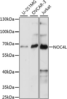 a15803 noc4l primary antiboties wb testing 1