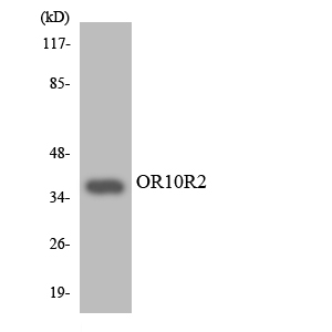a15806 or10r2 primary antibodies wb testing 1