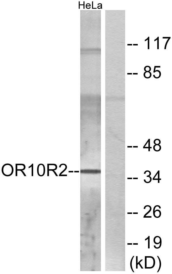 a15806 or10r2 primary antibodies wb testing 3