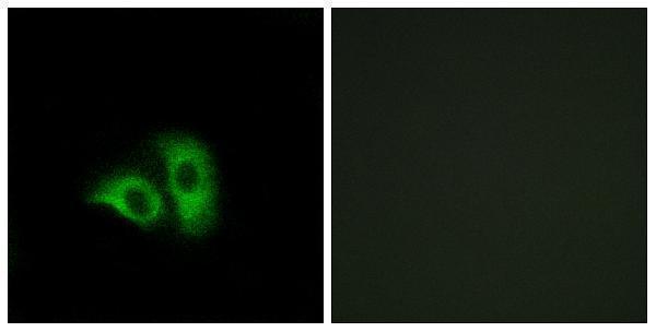 a15807 or10x1 primary antibodies if testing 1