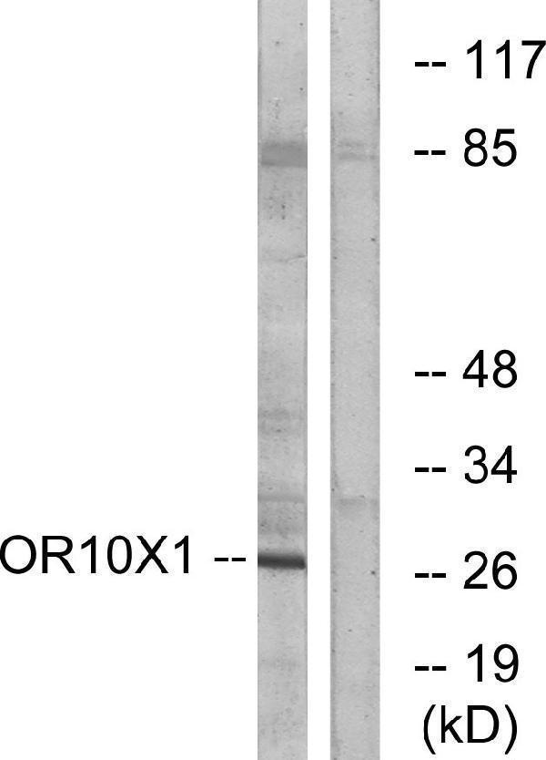 a15807 or10x1 primary antibodies wb testing 3