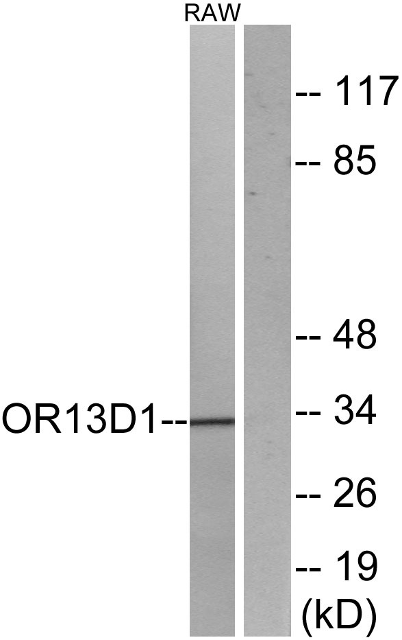 Western blot analysis of lysates from RAW264