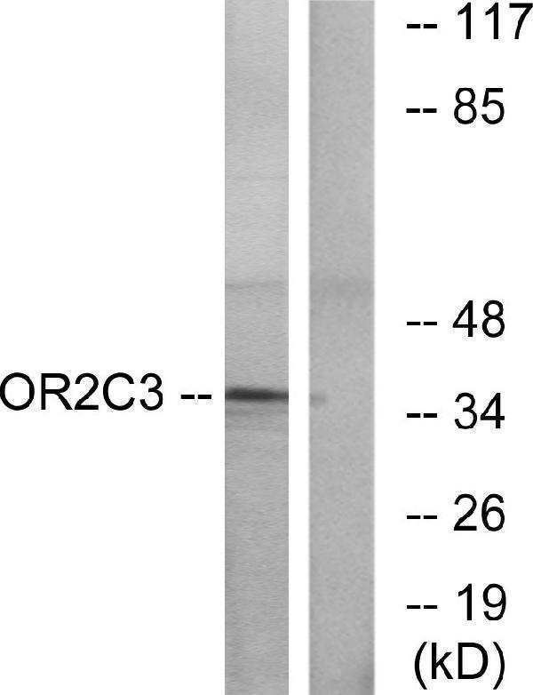 Western blot analysis of lysates from COLO cells, using OR2C3 Antibody