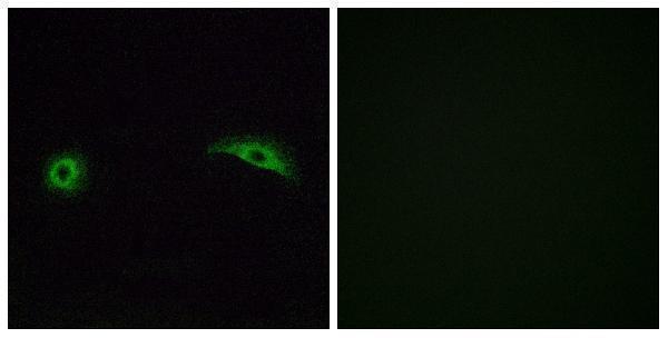 Immunofluorescence analysis of A549 cells, using OR2J2 Antibody