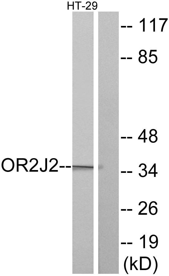 Western blot analysis of lysates from HT-29 cells, using OR2J2 Antibody
