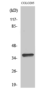 Western Blot analysis of various cells using Olfactory receptor 4A15 Polyclonal Antibody